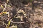 Curlytop knotweed